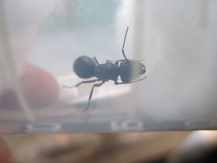 Camponotus pennsylvanicus Camponotus pennsylvanicus