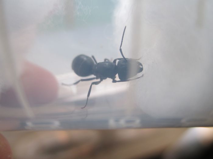 Camponotus pennsylvanicus