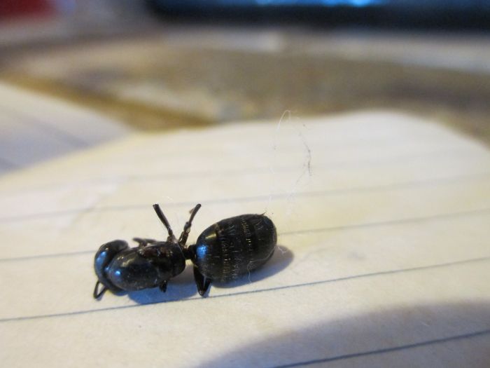 Camponotus pennsylvanicus dead