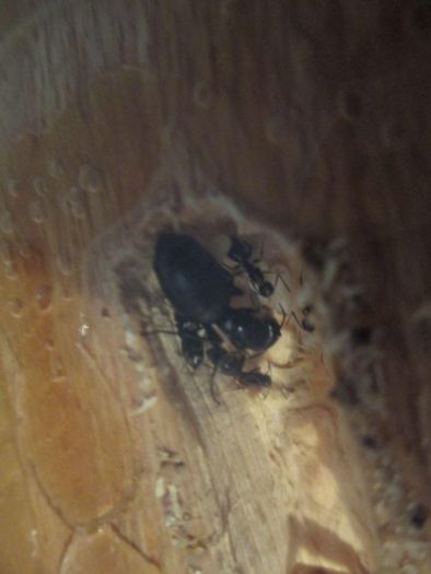 Camponotus pennsylvanicus Camponotus pennsylvanicus