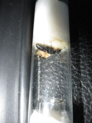 Camponotus pennsylvanicus Camponotus pennsylvanicus