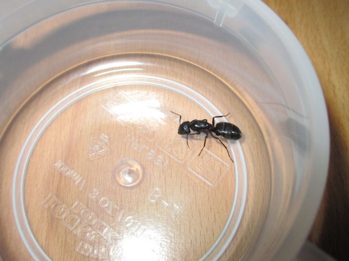 Camponotus pennsylvanicus Camponotus pennsylvanicus