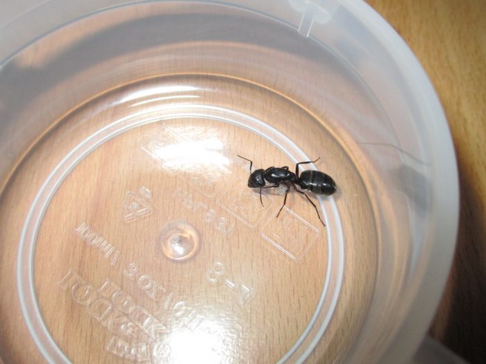 Camponotus pennsylvanicus