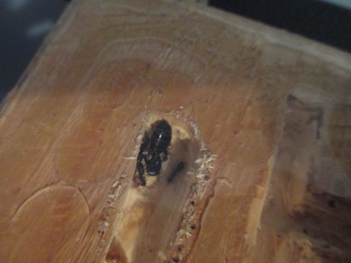 Camponotus pennsylvanicus Camponotus pennsylvanicus