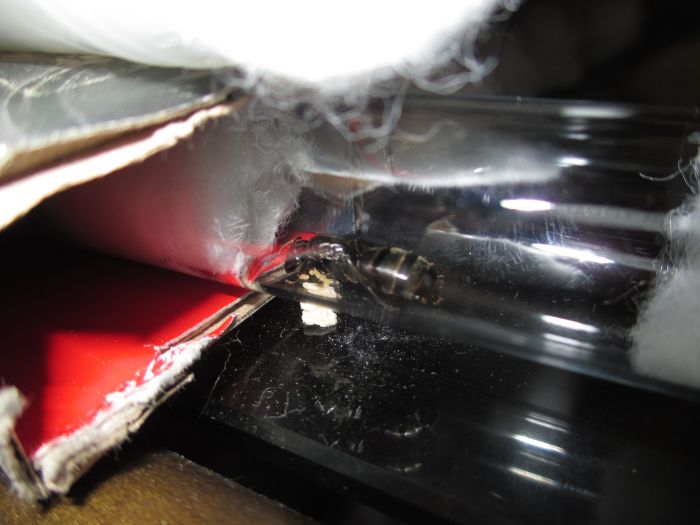 Camponotus pennsylvanicus Camponotus pennsylvanicus