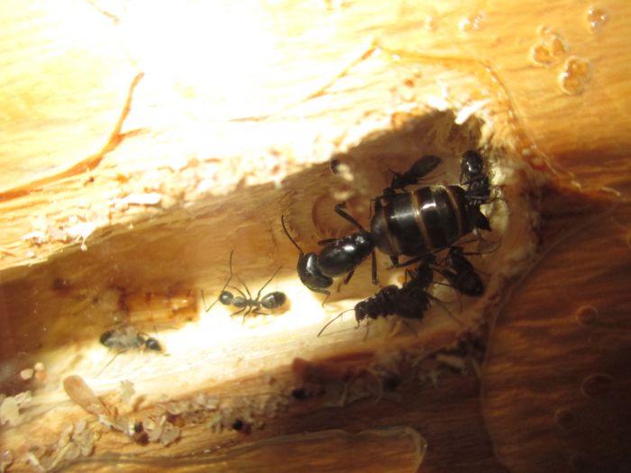 Camponotus pennsylvanicus Camponotus pennsylvanicus