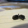 Camponotus pennsylvanicus dead