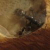 Camponotus pennsylvanicus