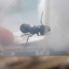 Camponotus pennsylvanicus