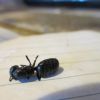 Camponotus pennsylvanicus dead