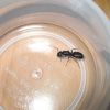 Camponotus pennsylvanicus