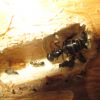 Camponotus pennsylvanicus