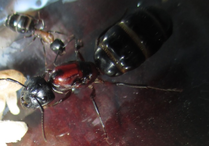 Up close Camponotus noveboracensis