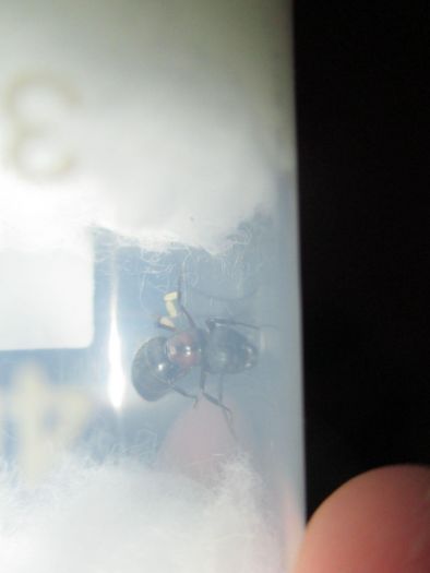 Camponotus noveboracensis Camponotus noveboracensis