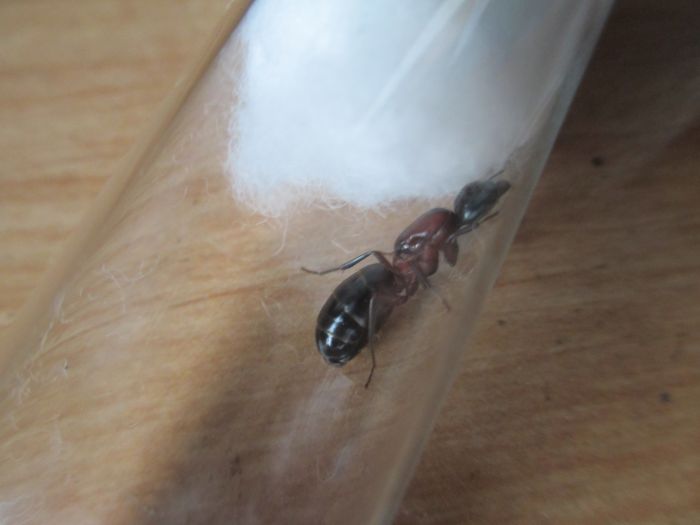 Camponotus noveboracensis