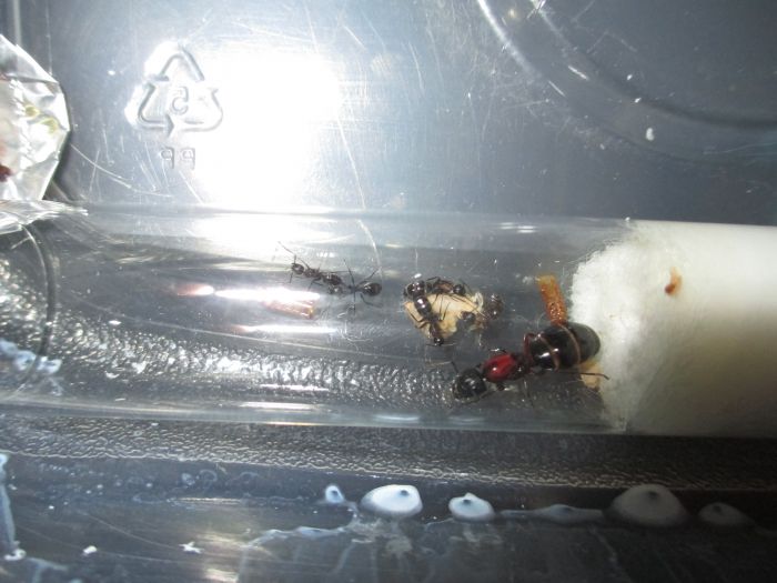Camponotus noveboracensis Camponotus noveboracensis