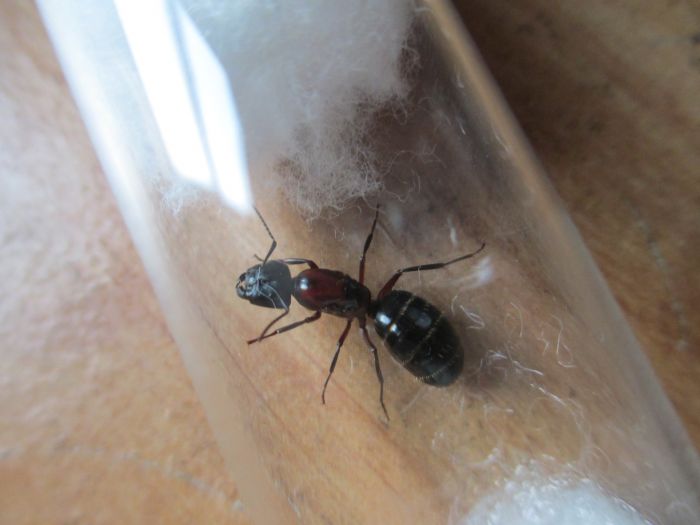 Camponotus noveboracensis Camponotus noveboracensis