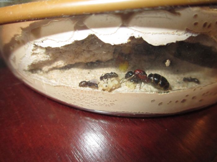 Camponotus noveboracensis Camponotus noveboracensis
