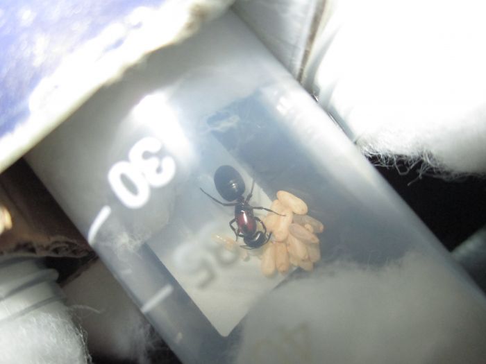 Camponotus noveboracensis