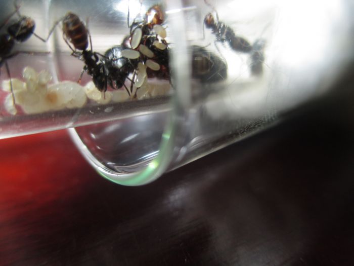 Camponotus noveboracensis