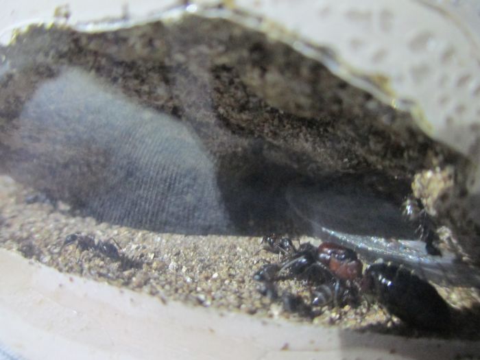 Camponotus noveboracensis Camponotus noveboracensis