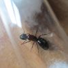 Camponotus noveboracensis