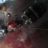 Up close Camponotus noveboracensis