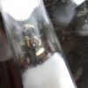 Camponotus noveboracensis