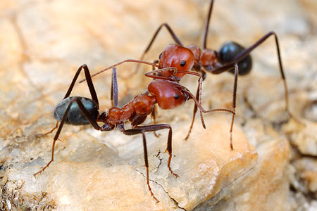 meat ants