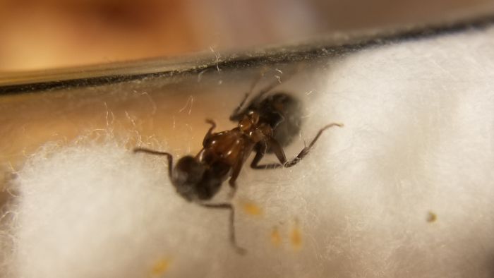 Camponotus nearcticus