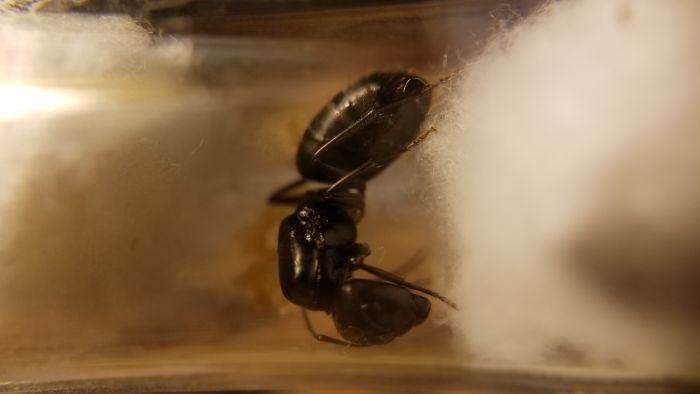 Camponotus pennsylvanicus