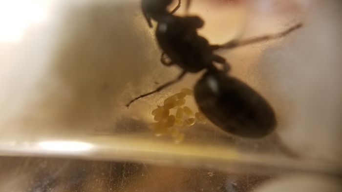 Camponotus pennsylvanicus queen