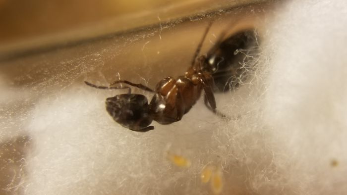 Camponotus nearcticus