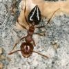 Crematogaster