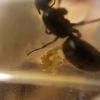 Camponotus pennsylvanicus queen