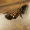 Camponotus nearcticus