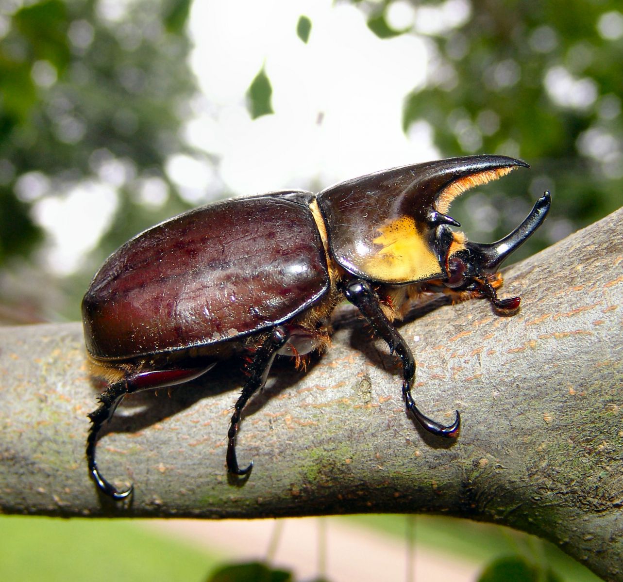 dynastes tityus