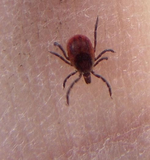 black legged tick