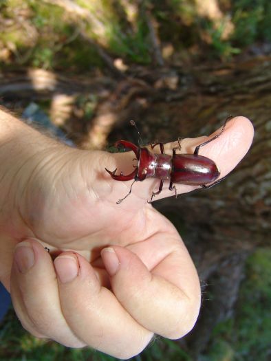 LUcanus elephus