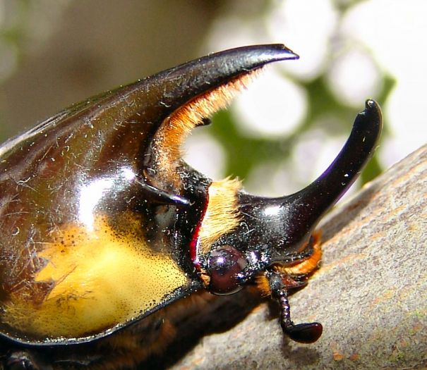 dynastes tityus head