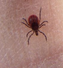 black legged tick black legged tick