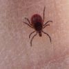 black legged tick