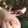 LUcanus elephus