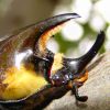 dynastes tityus head