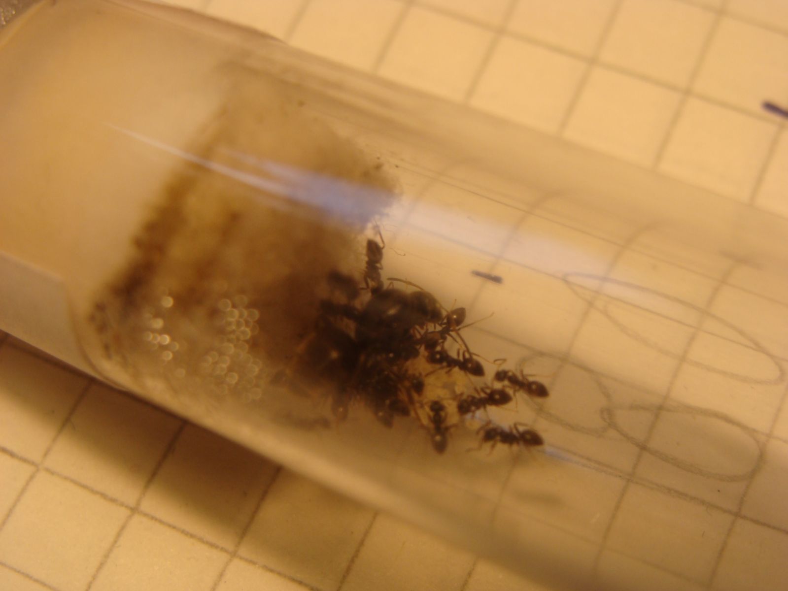 Lasius Niger 3