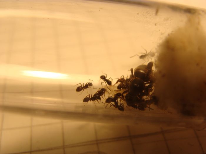 Lasius Niger 2