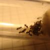 Lasius Niger 2