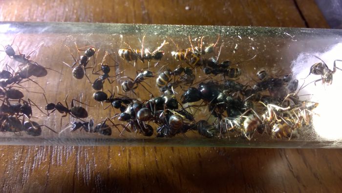 Camponotus