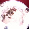 Aphenogaster