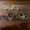 Camponotus